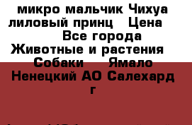 микро мальчик Чихуа лиловый принц › Цена ­ 90 - Все города Животные и растения » Собаки   . Ямало-Ненецкий АО,Салехард г.